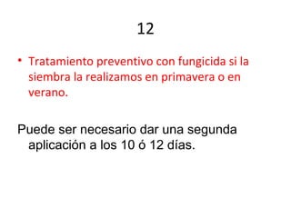 12
• Tratamiento preventivo con fungicida si la
siembra la realizamos en primavera o en
verano.
Puede ser necesario dar una segunda
aplicación a los 10 ó 12 días.
 