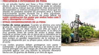 • FRECUENCIA E INTENSIDAD DE PODA
• En un estudio hecho por Sosa y Pino (1986) sobre el
efecto de la intensidad y frecuencia de poda en árboles
de limón persa, indican que los árboles más severamente
descopetados (2 metros) produjeron menos fruta que los
árboles no podados durante los primeros años y fueron
prácticamente iguales durante los 2 años siguientes,
independientemente de la forma de poda lateral. La
mejor combinación fue podar por ambos lados cada 2
años y descopetar a 4 metros.
• OTRAS CONSIDERACIONES DE LA PODA
• Cortes de ramas gruesas. Cuando se elimina una rama
gruesa es recomendable cortarla al ras del tronco que le
da origen, para no dejar tocón; con ello se logra un
sanado más rápido y se evitan pudriciones. Si la rama es
muy grande, antes de cortar de arriba a abajo, debe
hacerse un primer corte, de un tercio de su diámetro en la
parte inferior de ella y a unos 10 centímetros de su base;
esto evitará un posible rasgamiento de la corteza si la
rama se desprende por su propio peso, antes de finalizar
el corte.
• Los cortes gruesos deben protegerse con pasta “
cubrepoda “ o pintura acrílica blanca; si el corte es en el
tronco principal con alto riesgo de infección de gomosis,
conviene aplicar con una brocha la solución necesaria
hecha con 50 gramos de Aliette y un litro de agua.
 