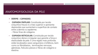 ANATOMOFISIOLOGIA DA PELE
 DERME – CAMADAS:
• CAMADA PAPILAR: Constituída por tecido
conjuntivo frouxo é a mais superior e apresenta
depressões que aumentam a superfície de contato
entre a derme e a epiderme.
- Fibras finas de colágeno.
• CAMADA RETICULAR: Constituída por tecido
conjuntivo denso e irregular que garante a força e
elasticidade da pele. É uma região mais profunda,
estão localizados vasos sanguíneos e linfáticos, bem
como os fibroblastos, terminações nervosas,
glândulas, folículos pilosos e fibras de colágeno e
elastina.
 