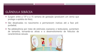 GLÂNDULA SEBÁCEA
 Surgem entre a 13ª e a 15 semana de gestação (produzem um verniz que
protege o epitélio do feto);
 São desativadas no nascimento e permanecem inativas até a fase pré-
purbebal;
 Na adolescência por meio de estímulos ovarianos e testiculares, aumentam
de tamanho, tornando-as ativas e o desenvolvimento de folículos de
características sexuais.
 