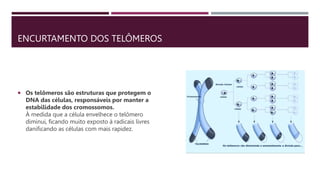 ENCURTAMENTO DOS TELÔMEROS
 Os telômeros são estruturas que protegem o
DNA das células, responsáveis por manter a
estabilidade dos cromossomos.
À medida que a célula envelhece o telômero
diminui, ficando muito exposto à radicais livres
danificando as células com mais rapidez.
 