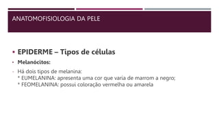 ANATOMOFISIOLOGIA DA PELE
 EPIDERME – Tipos de células
• Melanócitos:
- Há dois tipos de melanina:
* EUMELANINA: apresenta uma cor que varia de marrom a negro;
* FEOMELANINA: possui coloração vermelha ou amarela
 