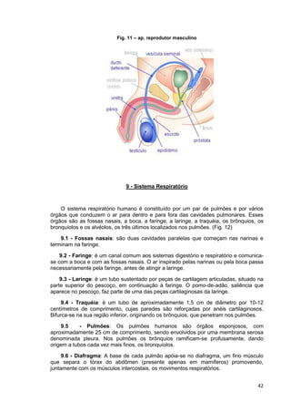 42
Fig. 11 – ap. reprodutor masculino
9 - Sistema Respiratório
O sistema respiratório humano é constituído por um par de p...