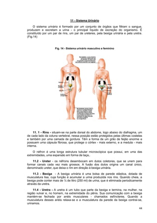 44
11 - Sistema Urinário
O sistema urinário é formado por um conjunto de órgãos que filtram o sangue,
produzem e excretam ...