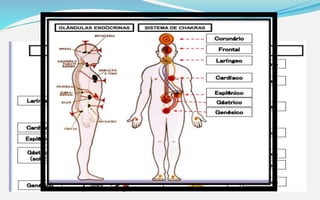Os centros de força
A extremidade do vórtice do chacra, que é o ponto de contato com o
corpo físico, está diretamente conectado com algum centro de feixe de
nervos, ou plexo, para o qual transfere a energia canalizada.
 