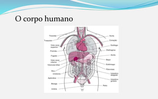 O corpo humano
 