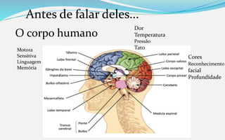 Antes de falar deles...
O corpo humano
Motora
Sensitiva
Linguagem
Memória
Dor
Temperatura
Pressão
Tato
Cores
Reconhecimento
facial
Profundidade
 