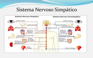 Sistema Nervoso Simpático
 