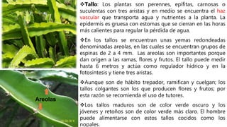 Tallo: Los plantas son perennes, epífitas, carnosas o
suculentas con tres aristas y en medio se encuentra el haz
vascular que transporta agua y nutrientes a la planta. La
epidermis es gruesa con estomas que se cierran en las horas
más calientes para regular la pérdida de agua.
En los tallos se encuentran unas yemas redondeadas
denominadas areolas, en las cuales se encuentran grupos de
espinas de 2 a 4 mm. Las areolas son importantes porque
dan origen a las ramas, flores y frutos. El tallo puede medir
hasta 6 metros y actúa como regulador hídrico y en la
fotosíntesis y tiene tres aristas.
Aunque son de hábito trepador, ramifican y cuelgan; los
tallos colgantes son los que producen flores y frutos; por
esta razón se recomienda el uso de tutores.
Los tallos maduros son de color verde oscuro y los
jóvenes y retoños son de color verde más claro. El hombre
puede alimentarse con estos tallos cocidos como los
nopales.
Areolas
 