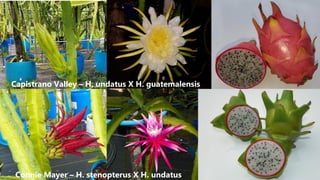 Capistrano Valley – H. undatus X H. guatemalensis
Connie Mayer – H. stenopterus X H. undatus
 