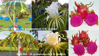 Cosmic Charlie – H. guatemalensis X H. undatus
Dark Star – H. guatemalensis X H. undatus
 