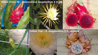 Yellow Cross 68 – Selenicereus megalanthus X H. sp
Yellow Thai – S. megalanthus X H. undatus
 