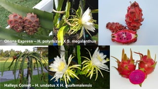 Ohana Express – H. polyrhizus X S. megalanthus
Halleys Comet – H. undatus X H. guatemalensis
 