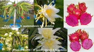 Purple Haze – H. guatemalensis X H. undatus
Physical Graffiti – H. guatemalensis X H. undatus
 