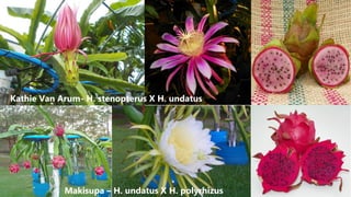 Kathie Van Arum- H. stenopterus X H. undatus
Makisupa – H. undatus X H. polyrhizus
 