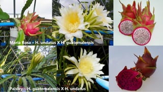 Maria Rosa – H. undatus X H. guatemalensis
Paisley – H. guatemalensis X H. undatus
 