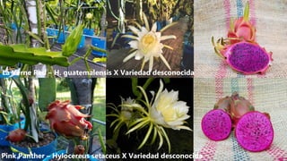 La Verne Red – H. guatemalensis X Variedad desconocida
Pink Panther – Hylocereus setaceus X Variedad desconocida
 