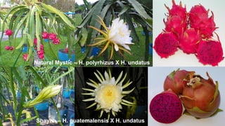 Natural Mystic – H. polyrhizus X H. undatus
Shayna – H. guatemalensis X H. undatus
 