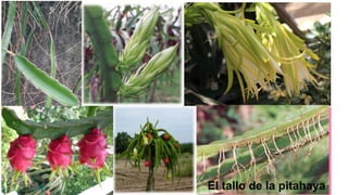 El tallo de la pitahaya
 