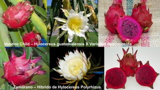 Voodoo Child – Hylocereus guatemalensis X Variedad desconocida
Zamorano – Hibrido de Hylocereus Polyrhizus
 