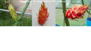 Yellow Thai – S. megalanthus X H. undatus
 