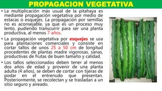 • La multiplicación más usual de la pitahaya es
mediante propagación vegetativa por medio de
estacas o esquejes. La propagación por semillas
no es aconsejable, ya que es un proceso muy
lento, pudiendo transcurrir para ser una planta
productiva, al menos 7 años.
• La propagación vegetativa por esquejes se usa
para plantaciones comerciales y consiste en
cortar tallos de unos 25 a 50 cm de longitud
procedentes de plantas madre vigorosas, sanas,
productivas de frutas de buen tamaño y calidad.
• Los tallos seleccionados deben tener al menos
dos años de edad y provenir de una planta
adulta (4 años), se deben de cortar con tijeras de
podar en el entrenudo que presentan.
Posteriormente, se recolectan y se trasladan a un
sitio seguro y aireado.
PROPAGACION VEGETATIVA
 
