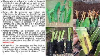 Al esqueje se le hace un corte en la parte
contraria o sea donde va a salir la raíz,
dejando descubierto 3 cm del haz
vascular para mejorar el enraizamiento
del esqueje cuando se siembre.
Antes de la siembra en bolsas de
polietileno, se deben de desinfectar los
esquejes en una solución con fungicidas
(Manzate) y bactericidas (Agrimycú 100).
Se sumergen los esquejes por 5 a 10
minutos y luego se colocan en un lugar
sombreado y aireado por 3 a 7 días hasta
que cicatrice el corte para evitar
enfermedades.
Posteriormente, se siembran en una
bolsa de vivero de 27 cm de alto x 12 cm
de diámetro. El sustrato empleado debe
tener una buena capacidad de drenaje y
ser rico en materia orgánica. Además,
resulta importante inocular el suelo con
micorrizas.
Al sembrar los esquejes en las bolsas
deben de mantener la dirección de
crecimiento hacia arriba, asegurando que
queden bien fijos y enterrándolos a 5 cm.
No cicatrizada
 