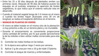 • Entre los 25 a 30 días después de plantados emiten sus
primeras raíces. Después de 40 días de haberse puesto los
esquejes en el sustrato, empiezan la aparición de brotes
vegetativos, lo que indica que el sistema radicular esta en
desarrollo.
• Cuando el material vegetal tenga de 3-4 meses en el vivero
o cuando los brotes hayan alcanzado unos 30 cm de
longitud, se realiza el trasplante definitivo en el terreno.
• MANEJO DE PLANTAS EN VIVERO
• El vivero se debe instalar en el mismo sitio de la plantación
o muy próximo a ella, en un terreno plano y no inundable.
• Durante el enraizamiento es conveniente proporcionar
cierta cantidad de sombra, por lo que puede aprovecharse
la de los árboles o bien utilizar mallas comerciales para este
fin.
1) Controlar las malas hierbas en las bolsas.
2) En la época seca aplicar riego 2 veces por semana.
3) Aplicar 2 g de urea por mes o 10 g de triple 17/planta.
4) Controlar el ataque de insectos y enfermedades.
 