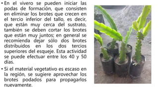 • En el vivero se pueden iniciar las
podas de formación, que consisten
en eliminar los brotes que crecen en
el tercio inferior del tallo, es decir,
que están muy cerca del sustrato,
también se deben cortar los brotes
que están muy juntos; en general se
recomienda dejar sólo dos brotes
distribuidos en los dos tercios
superiores del esqueje. Esta actividad
se puede efectuar entre los 40 y 50
días.
• Si el material vegetativo es escaso en
la región, se sugiere aprovechar los
brotes podados para propagarlos
nuevamente.
 