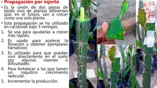 • Propagación por injerto
• Es la unión de dos piezas de
tejido vivo de plantas diferentes
que, en el futuro, van a crecer
como una sola planta.
• Esta propagación se ha utilizado
en cactáceas bajo 5 ventajas:
1. Se usa para ayudarlas a crecer
más rápido.
2. Es usado para acelerar la
floración y obtener ejemplares
llamativos.
3. Es utilizado para que puedan
vivir directamente en el suelo
por algunas razones o
dificultades.
4. Para fortalecer a las que tienen
un raquítico crecimiento
radicular.
5. Incrementar la producción.
 