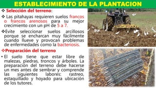  Selección del terreno:
 Las pitahayas requieren suelos francos
o francos arenosos para su mejor
crecimiento con un pH de 5 a 7.
Evite seleccionar suelos arcillosos
porque se encharcan muy fácilmente
cuando llueve y provocan problemas
de enfermedades como la bacteriosis.
Preparación del terreno
• El suelo tiene que estar libre de
malezas, piedras, troncos y árboles. La
preparación del terreno debe hacerse
un mes antes de sembrar y comprende
las siguientes labores: rastreo,
estaquillado y hoyado para ubicación
de los tutores.
ESTABLECIMIENTO DE LA PLANTACION
 
