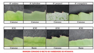 MARGEN CONVEXO O RECTO DE VARIEDADES DE PITAHAYA
 