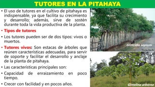 • El uso de tutores en el cultivo de pitahaya es
indispensable, ya que facilita su crecimiento
y desarrollo; además, sirve de sostén
durante toda la vida productiva de la planta.
• Tipos de tutores
• Los tutores pueden ser de dos tipos: vivos o
muertos.
• Tutores vivos: Son estacas de árboles que
reúnen características adecuadas, para servir
de soporte y facilitar el desarrollo y anclaje
de la planta de pitahaya.
• Las características principales son:
• Capacidad de enraizamiento en poco
tiempo.
• Crecer con facilidad y en pocos años.
TUTORES EN LA PITAHAYA
Gliricidia sepium
Glmelina arborea
 