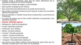 • Corteza suave y esponjosa, para que las raíces adventicias de la
pitahaya se adhieran con cierta facilidad.
• Tolerancia al ataque de plagas y enfermedades.
• Que puedan propagarse por estacas.
• Que respondan favorablemente a las podas de formación.
• Que tengan suficiente resistencia para soportar el peso de una planta
adulta en producción.
• Que no estorben o impidan físicamente el desarrollo y crecimiento de
la pitahaya.
• Los tipos de tutores que se han venido utilizando corresponden a las
siguientes especies:
• Cocoíte: Gliricidia sepium.
• Helequeme: Erythrina poepigiana.
• Ciruela: Spondias purpurea.
• Chilamate: Ficus alobata.
• Melina: Gmelina arbórea.
• "ha'abin" (Piscidia piscipula).
• "tsalam" (Lysiloma latisilicua).
• "huaxim" (Leucaena leucocephala).
• "amapola" (Pseudobombax ellipticum)
• Los tutores vivos deben podarse frecuentemente, para evitar que los
rebrotes compitan por la luz solar con la pitahaya.
Spondias purpurea
Erythrina sp
 
