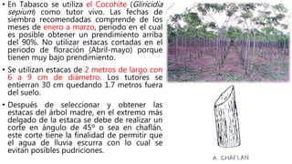 • En Tabasco se utiliza el Cocohite (Gliricidia
sepium) como tutor vivo. Las fechas de
siembra recomendadas comprende de los
meses de enero a marzo, periodo en el cual
es posible obtener un prendimiento arriba
del 90%. No utilizar estacas cortadas en el
periodo de floración (Abril-mayo) porque
tienen muy bajo prendimiento.
• Se utilizan estacas de 2 metros de largo con
6 a 9 cm de diámetro. Los tutores se
entierran 30 cm quedando 1.7 metros fuera
del suelo.
• Después de seleccionar y obtener las
estacas del árbol madre, en el extremo más
delgado de la estaca se debe de realizar un
corte en ángulo de 45º o sea en chaflán,
este corte tiene la finalidad de permitir que
el agua de lluvia escurra con lo cual se
evitan posibles pudriciones.
 