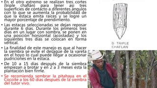• En el otro extremo se realizan tres cortes
(triple chaflán) para tener así tres
superficies de contacto a diferentes ángulos
con lo que se aumenta la probabilidad de
que la estaca emita raíces y se logre un
mayor porcentaje de prendimiento.
• Las estacas seleccionadas se dejan reposar
durante 6 días. Durante los primeros tres
días en un lugar con sombra, se ponen en
una posición horizontal (acostadas) y los
siguientes tres días se colocan en forma
vertical.
• La finalidad de este manejo es que al hacer
la siembra se evite el desagüe de la vareta
en el hoyo lo cual puede llegar a ocasionar
pudriciones en la estaca.
• De 10 a 15 días después de la siembra
empiezan a brotar y en 2 a 3 meses esta la
plantación bien firme.
• Se recomienda sembrar la pitahaya en el
Cocoíte a los 60 días después de la siembra
del tutor vivo.
 