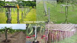 TUTORES MUERTOS
 