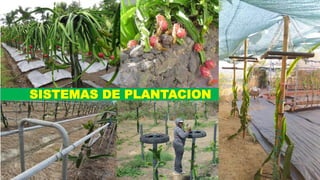 SISTEMAS DE PLANTACION
 