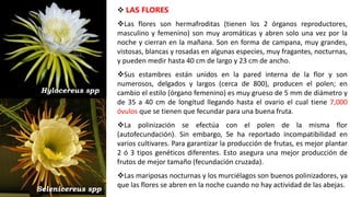  LAS FLORES
Las flores son hermafroditas (tienen los 2 órganos reproductores,
masculino y femenino) son muy aromáticas y abren solo una vez por la
noche y cierran en la mañana. Son en forma de campana, muy grandes,
vistosas, blancas y rosadas en algunas especies, muy fragantes, nocturnas,
y pueden medir hasta 40 cm de largo y 23 cm de ancho.
Sus estambres están unidos en la pared interna de la flor y son
numerosos, delgados y largos (cerca de 800), producen el polen; en
cambio el estilo (órgano femenino) es muy grueso de 5 mm de diámetro y
de 35 a 40 cm de longitud llegando hasta el ovario el cual tiene 7,000
óvulos que se tienen que fecundar para una buena fruta.
La polinización se efectúa con el polen de la misma flor
(autofecundación). Sin embargo, Se ha reportado incompatibilidad en
varios cultivares. Para garantizar la producción de frutas, es mejor plantar
2 ó 3 tipos genéticos diferentes. Esto asegura una mejor producción de
frutos de mejor tamaño (fecundación cruzada).
Las mariposas nocturnas y los murciélagos son buenos polinizadores, ya
que las flores se abren en la noche cuando no hay actividad de las abejas.
Selenicereus spp
Hylocereus spp
 