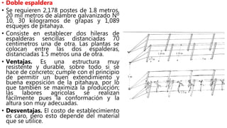 • Doble espaldera
• Se requieren 2,178 postes de 1.8 metros,
20 mil metros de alambre galvanizado Nº
10, 30 kilogramos de grapas y 1,089
esquejes de pitahaya.
• Consiste en establecer dos hileras de
espalderas sencillas distanciadas 70
centímetros una de otra. Las plantas se
colocan entre las dos espalderas,
distanciadas 1.5 metros una de otra.
• Ventajas. Es una estructura muy
resistente y durable, sobre todo si se
hace de concreto; cumple con el principio
de permitir un buen extendimiento y
buena exposición de la pitahaya, por lo
que también se maximiza la producción;
las labores agrícolas se realizan
fácilmente pues la conformación y la
altura son muy adecuadas.
• Desventajas. El costo de establecimiento
es caro, pero esto depende del material
que se utilice.
 