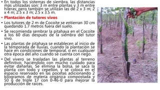 • En todos los sistemas de siembra, las distancias
más utilizadas son: 3 m entre plantas y 3 m entre
hileras; pero también se utilizan las de 2 x 3 m; 2
x 4 m; 2.5 x 3 m; 2.5 x 3.5 m.
• Plantación de tutores vivos
• Los tutores de 2 m de Cocoíte se entierran 30 cm
quedando 1.7 metros fuera del suelo.
• Se recomienda sembrar la pitahaya en el Cocoíte
a los 60 días después de la siembra del tutor
vivo.
• Las plantas de pitahaya se establecen al inicio de
la temporada de lluvias, cuando la plantación se
hace en condiciones de temporal, o en cualquier
otra época del año cuando se cuenta con riego.
• Del vivero se trasladan las plantas al terreno
definitivo, haciéndolo con mucho cuidado para
evitar dañarlas. Se elimina la bolsa, se saca la
planta con todo y cepellón, y se coloca en el
espacio reservado en las pocetas adicionando 2
kilogramos de materia orgánica compostada y
50 g de triple 17 con 0-46-0 para mejorar la
producción de raíces.
 