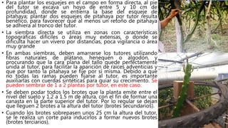 • Para plantar los esquejes en el campo en forma directa, al pie
del tutor se excava un hoyo de entre 5 y 10 cm de
profundidad, donde se entierra la base del esqueje de
pitahaya; plantar dos esquejes de pitahaya por tutor resulta
benéfico, para favorecer que al menos un retoño de pitahaya
se adhiera al tronco del tutor.
• La siembra directa se utiliza en zonas con características
topográficas difíciles o áreas muy extensas, o donde se
dificulta hacer un vivero por distancias, poca vigilancia o área
muy grande
• En ambas siembras, deben amarrarse los tutores utilizando
fibras naturales de plátano, henequén o algodón, y
procurando que la cara plana del tallo quede perfectamente
unida al tutor, para facilitar la aparición de raíces adventicias y
que por tanto la pitahaya se fije por sí misma. Debido a que
no todas las ramas pueden fijarse al tutor, es importante
auxiliarlas con cuerdas sintéticas para guiar su crecimiento. Se
pueden sembrar de 1 a 2 plantas por tutor, en este caso.
• Se deben podar todos los brotes que la planta emite entre el
nivel del suelo y 1.2 a 1.5 m de altura, con el fin de formar una
canasta en la parte superior del tutor. Por lo regular se dejan
que lleguen 2 brotes a la altura del tutor (brotes secundarios).
• Cuando los brotes sobrepasen unos 25 cm la altura del tutor,
se le realiza un corte para inducirlos a formar nuevos brotes
(brotes terciarios).
 