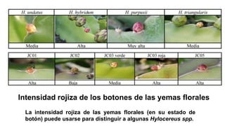 Intensidad rojiza de los botones de las yemas florales
La intensidad rojiza de las yemas florales (en su estado de
botón) puede usarse para distinguir a algunas Hylocereus spp.
 