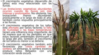 • El crecimiento vegetativo (desarrollo de
tallos) está muy relacionado con las
lluvias.
• Las brotaciones vegetativas abundantes
ocurren cuando las lluvias son más
intensas y prolongadas. No obstante, hay
brotaciones menos abundantes
prácticamente a lo largo de todo el año,
también como respuesta principalmente
a las lluvias.
• El crecimiento vegetativo de los tallos
está afectado por varios factores; la falta
de humedad y las bajas temperaturas
tienen una influencia muy importante, de
tal manera que en los períodos en que
estos factores ambientales disminuyen a
lo largo del año, también el crecimiento
de los tallos es menor o se detiene.
• El crecimiento vegetativo también está
favorecido por cierta cantidad de
sombra; sin embargo, la sombra excesiva
produce tallos delgados con una
coloración verde oscura.
 