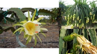 ESTIGMA
ESTAMBRES
 