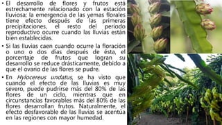 • El desarrollo de flores y frutos está
estrechamente relacionado con la estación
lluviosa; la emergencia de las yemas florales
tiene efecto después de las primeras
precipitaciones, el resto del período
reproductivo ocurre cuando las lluvias están
bien establecidas.
• Si las lluvias caen cuando ocurre la floración
o uno o dos días después de ésta, el
porcentaje de frutos que logran su
desarrollo se reduce drásticamente, debido a
que el ovario de las flores se pudre.
• En Hylocereus undatus, se ha visto que
cuando el efecto de las lluvias es muy
severo, puede pudrirse más del 80% de las
flores de un ciclo, mientras que en
circunstancias favorables más del 80% de las
flores desarrollan frutos. Naturalmente, el
efecto desfavorable de las lluvias se acentúa
en las regiones con mayor humedad.
 