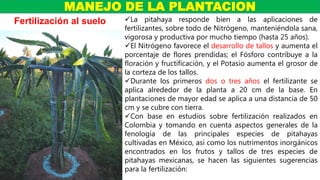 La pitahaya responde bien a las aplicaciones de
fertilizantes, sobre todo de Nitrógeno, manteniéndola sana,
vigorosa y productiva por mucho tiempo (hasta 25 años).
El Nitrógeno favorece el desarrollo de tallos y aumenta el
porcentaje de flores prendidas; el Fósforo contribuye a la
floración y fructificación, y el Potasio aumenta el grosor de
la corteza de los tallos.
Durante los primeros dos o tres años el fertilizante se
aplica alrededor de la planta a 20 cm de la base. En
plantaciones de mayor edad se aplica a una distancia de 50
cm y se cubre con tierra.
Con base en estudios sobre fertilización realizados en
Colombia y tomando en cuenta aspectos generales de la
fenología de las principales especies de pitahayas
cultivadas en México, así como los nutrimentos inorgánicos
encontrados en los frutos y tallos de tres especies de
pitahayas mexicanas, se hacen las siguientes sugerencias
para la fertilización:
MANEJO DE LA PLANTACION
Fertilización al suelo
 