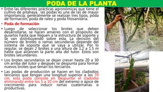 • Entre las diferentes prácticas agronómicas que tiene el
cultivo de pitahaya, las podas es una de las de mayor
importancia; generalmente se realizan tres tipos, poda
de formación, poda de raleo y poda fitosanitaria.
• Poda de formación
• Luego de seleccionar los brotes que deben
desarrollarse, se hacen amarres con el propósito de
guiarlos hasta que lleguen a la estructura de soporte y
se van distribuyendo sobre esta. La decisión del
número de brotes o ramas secundarias depende del
sistema de soporte que se vaya a utilizar. Por lo
regular, se dejan 2 brotes a una altura de 1.2 a 1.5 m
hasta que alcancen la parte alta del tutor. Estos son
brotes secundarios.
• Los brotes secundarios se dejan crecer hasta 20 a 30
cm arriba del tutor y después se despunta para formar
nuevos brotes que serian los terciarios.
• Las podas de producción se hacen en los cladodios
terciarios que tengan una longitud superior a los 70
cm, esta poda consiste en despuntar el cladodio
eliminando entre los 5 a 10 cm del extremo o ápice de
crecimiento para inducir ramas cuaternarias o
productivas.
PODA DE LA PLANTA
 