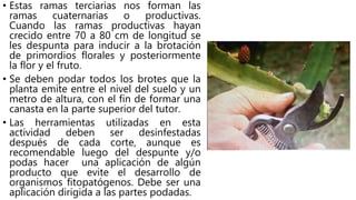 • Estas ramas terciarias nos forman las
ramas cuaternarias o productivas.
Cuando las ramas productivas hayan
crecido entre 70 a 80 cm de longitud se
les despunta para inducir a la brotación
de primordios florales y posteriormente
la flor y el fruto.
• Se deben podar todos los brotes que la
planta emite entre el nivel del suelo y un
metro de altura, con el fin de formar una
canasta en la parte superior del tutor.
• Las herramientas utilizadas en esta
actividad deben ser desinfestadas
después de cada corte, aunque es
recomendable luego del despunte y/o
podas hacer una aplicación de algún
producto que evite el desarrollo de
organismos fitopatógenos. Debe ser una
aplicación dirigida a las partes podadas.
 