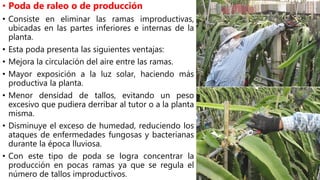 • Poda de raleo o de producción
• Consiste en eliminar las ramas improductivas,
ubicadas en las partes inferiores e internas de la
planta.
• Esta poda presenta las siguientes ventajas:
• Mejora la circulación del aire entre las ramas.
• Mayor exposición a la luz solar, haciendo más
productiva la planta.
• Menor densidad de tallos, evitando un peso
excesivo que pudiera derribar al tutor o a la planta
misma.
• Disminuye el exceso de humedad, reduciendo los
ataques de enfermedades fungosas y bacterianas
durante la época lluviosa.
• Con este tipo de poda se logra concentrar la
producción en pocas ramas ya que se regula el
número de tallos improductivos.
 